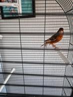 Rode zingende man kanarie met staande kooi, Dieren en Toebehoren, Vogels | Kanaries