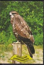 Buizerd - Groeten van Schiermonnikoog, Ophalen of Verzenden, Ongelopen