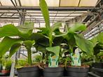 Musa Basjoo bananenplant, mooie volle planten, Tuin en Terras, Planten | Tuinplanten, Halfschaduw, Zomer, Ophalen of Verzenden