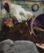 Compleet tararruim met agaat slakken (reuze slakken), Dieren en Toebehoren, Overige soorten, Met terrarium, 0 tot 2 jaar