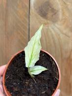 Monstera deliciosa variegata plant mint cream monsterwhite, Ophalen of Verzenden, Overige soorten, Minder dan 100 cm
