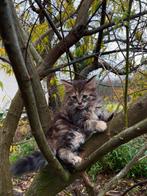 Leuke,erg speelse kittens.kruising siberische boskat, Dieren en Toebehoren, Katten en Kittens | Raskatten | Korthaar, Meerdere dieren