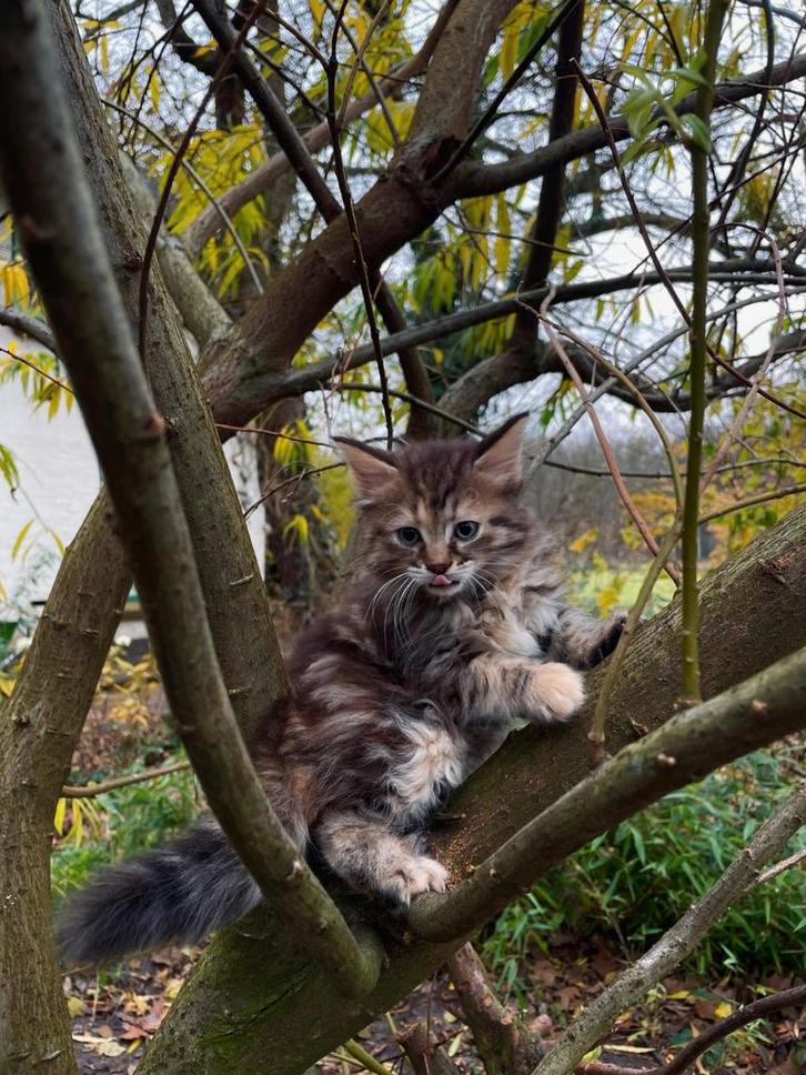 Leuke,erg speelse kittens.kruising siberische boskat, Dieren en Toebehoren, Katten en Kittens | Raskatten | Korthaar, Meerdere dieren