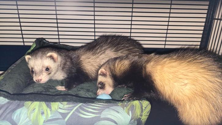 2 Fretten koppeltje volledig geholpen incl hok en toebehoren, Dieren en Toebehoren, Overige Dieren, Meerdere dieren, Maart