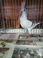 italiaanse meeuwen, Dieren en Toebehoren, Meerdere dieren, Overige soorten
