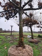 ACTIE: volwassen Dakplataan hoogstam fruitbomen knotwilg, Ophalen, Volle zon, Overige soorten