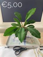 Madagascar jewel plantjes, Ophalen, Overige soorten, Halfschaduw, Minder dan 100 cm