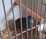 Kwartel haantjes, Dieren en Toebehoren, Vogels | Overige Vogels, Mannelijk