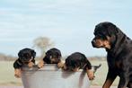 Rottweiler pups ( nog een teefje), Dieren en Toebehoren, 8 tot 15 weken, CDV (hondenziekte), Meerdere, Meerdere dieren