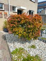 Japanese esdoorn, Ophalen, Bloeit niet, Halfschaduw, Overige soorten