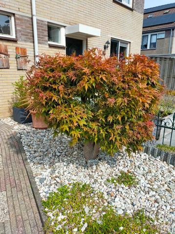 Japanese esdoorn  beschikbaar voor biedingen