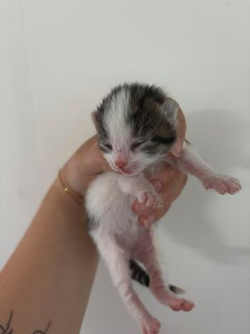 Super knappe kittens ! 🩷🩷🩵 beschikbaar voor biedingen