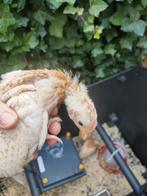 Goudpel haan, Dieren en Toebehoren, Meerdere dieren, Kip