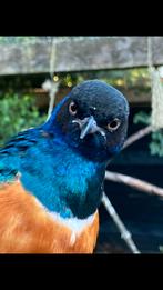 Driekleur glansspreeuw 1-1 2025, Dieren en Toebehoren, Vogels | Overige Vogels, Mannelijk