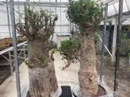 Caudex plant Afrikaanse Baobab (Adansonia Digitata)pot 50cm., Ophalen, Overige soorten, In pot, 150 tot 200 cm