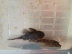 Koppel algeneters €15, Vis, Zoetwatervis, Schoolvis