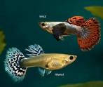 Babyguppen Dumbo Red Mosaic / sunset flame gup man 3mnd. oud, Dieren en Toebehoren, Vissen | Aquariumvissen, Vis
