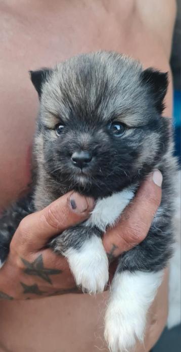 Pomsky pups MINI beschikbaar voor biedingen
