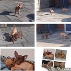 2 chihuahua pups / in prijs verlaagd  , bezorgen mogelijk, Dieren en Toebehoren, Honden | Chihuahua's en Gezelschapshonden, Particulier