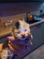 nog 1  mooie kitten te koop, Dieren en Toebehoren, Katten en Kittens | Raskatten | Korthaar, Meerdere dieren