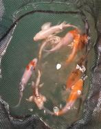 Diverse kois., Dieren en Toebehoren, Vissen | Vijvervissen, Karper of Koi