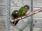 Pyrrhura picta picta 2023, Dieren en Toebehoren, Vogels | Parkieten en Papegaaien, Meerdere dieren, Parkiet, Geringd