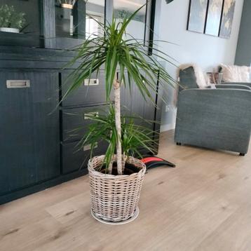Grote plant voor binnen beschikbaar voor biedingen