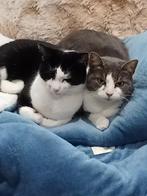 Gratis, Poes, Kortharig, 6 jaar of ouder