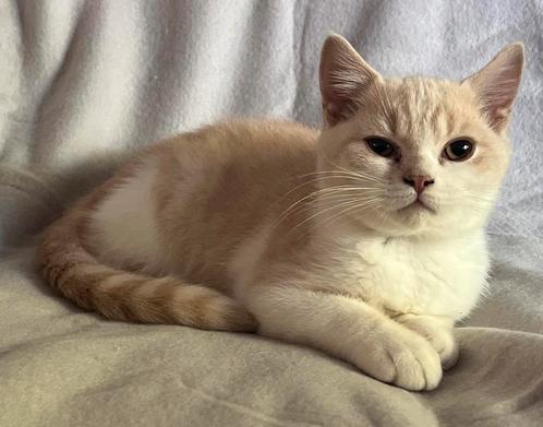Brits Korthaar Kittens met STAMBOOM, Dieren en Toebehoren, Katten en Kittens | Raskatten | Korthaar, Meerdere dieren, 0 tot 2 jaar