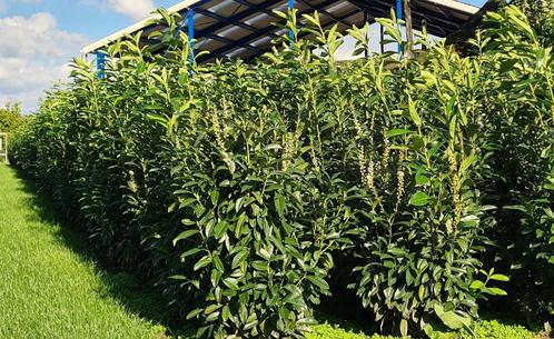 Prunus laurocerasus 'Genolia' haag of solitair, Tuin en Terras, Planten | Struiken en Hagen, Haag, Laurier, 100 tot 250 cm, Ophalen