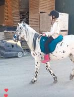 Gezocht bijrijder verzorger voor onze top C pony stip kopNH, Dieren en Toebehoren, Ophalen of Verzenden
