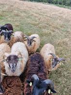Drents heideschaap rammen (maart 2025), Dieren en Toebehoren, Mannelijk, Overige soorten