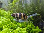 Helena/Slak Etende Slak/Assassin snails, verzenden mogelijk!, Slak of Weekdier, Zoetwatervis