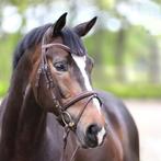 Hoofdstel Kavalkade Proline William Bruin Pony Cob, Dieren en Toebehoren, Paarden en Pony's | Hoofdstellen en Tuigage, Nieuw, Ophalen of Verzenden