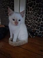 Nog 1 katertje redpoint, Dieren en Toebehoren, Katten en Kittens | Raskatten | Korthaar, Meerdere dieren, Met stamboom