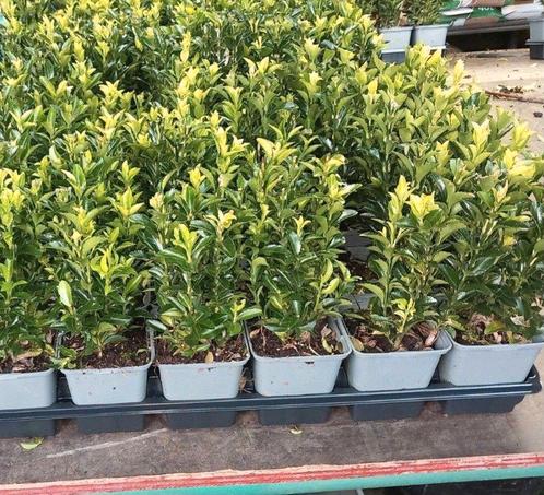 sterke haagplantjes te koop, Tuin en Terras, Planten | Struiken en Hagen, Overige soorten, Minder dan 100 cm, Ophalen