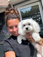 Trimsalon voor honden in Tilburg, Diensten en Vakmensen, Trimmen of Verzorging