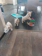 White terriër pups, Dieren en Toebehoren, Honden | Jack Russells en Terriërs, CDV (hondenziekte), Overige rassen, 8 tot 15 weken