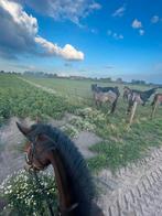 Rij bak gezocht Baarle nassau, Dieren en Toebehoren, Stalling en Weidegang
