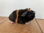 Peruvian cavia beertjes choco buff wit, Cavia, Augustus, Mannelijk, Tam