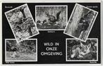 Lunteren gelopen oude ansichtkaart (b285 ), Ophalen of Verzenden, 1940 tot 1960, Gelopen, Gelderland