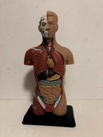 Anatomisch model, Verzenden