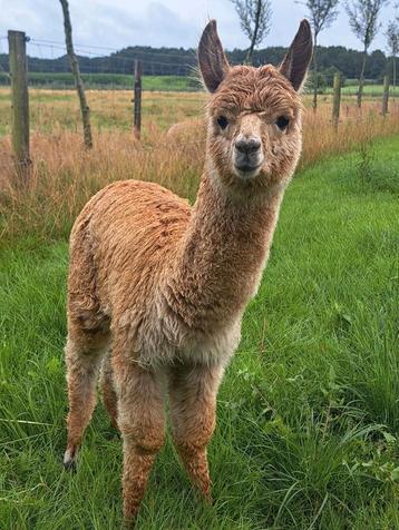 Fles veulen alpaca beschikbaar voor biedingen