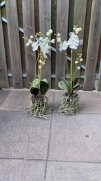 Zijden / kunst 3-tak orchidee, Ophalen, Zo goed als nieuw