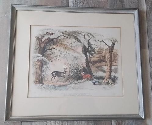Harris (Captain William Cornwallis). Portraits of Animals, Antiek en Kunst, Kunst | Litho's en Zeefdrukken, Ophalen of Verzenden