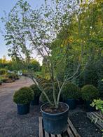 Zelkova serrata Meerstammig XXL, Ophalen, In pot, Volle zon, Overige soorten