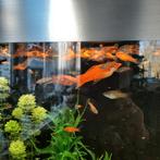 Zwaarddragers verschillende maten en kleuren, Dieren en Toebehoren, Vis