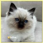 Zenzidolls Ragdoll kittens met stamboom, gechipt en 2x geënt, Meerdere dieren, Met stamboom