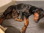 Golden retriever dobermann pups, Dieren en Toebehoren, Honden | Teckels en Dashonden, Standaard, CDV (hondenziekte), 8 tot 15 weken