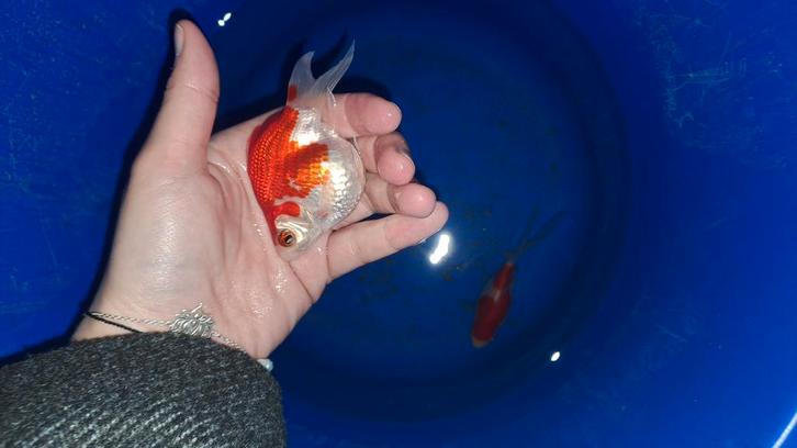 Tamasaba goudvis, Dieren en Toebehoren, Vissen | Vijvervissen, Goudvis(sen)